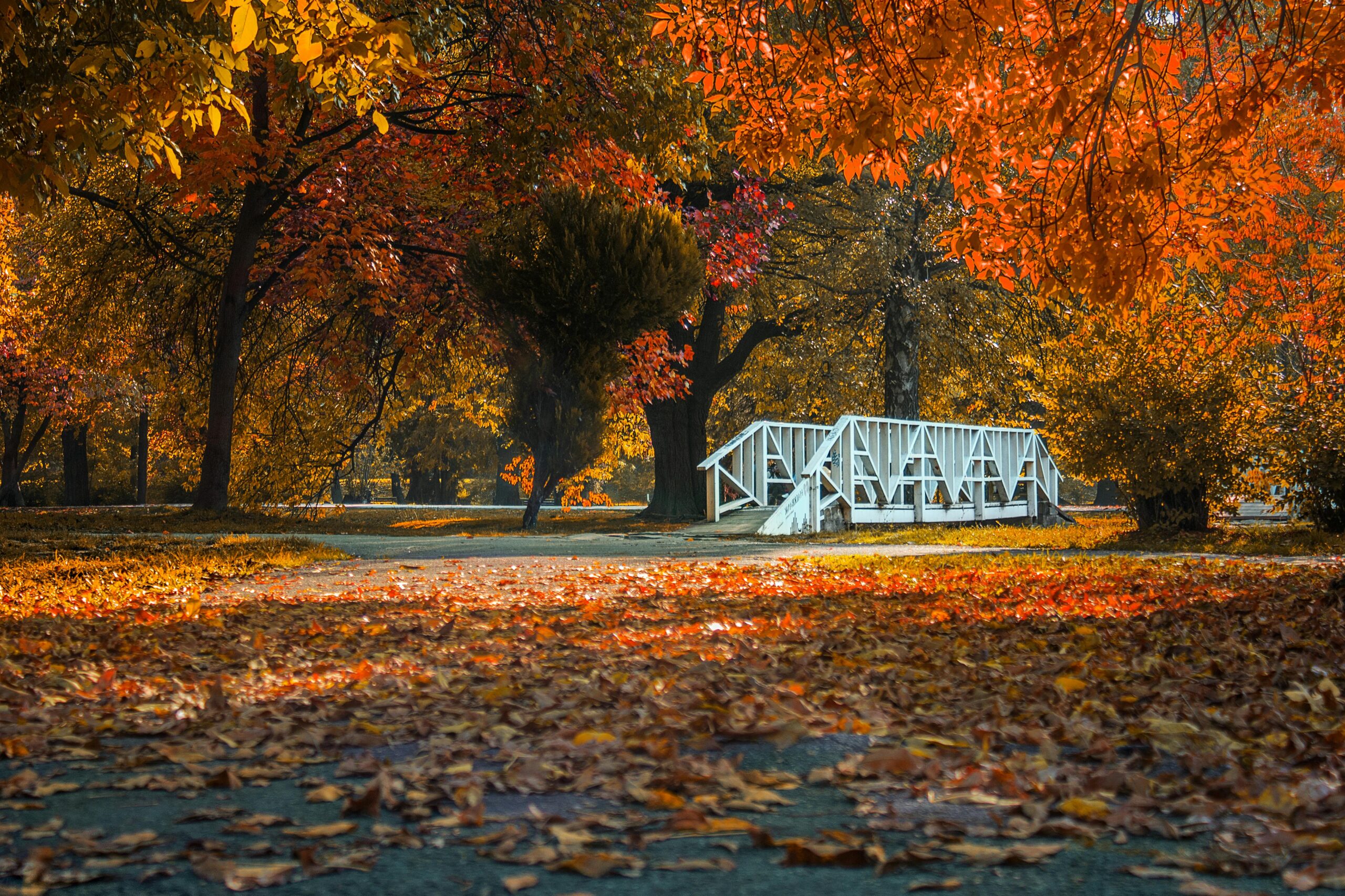 Explore the vibrant autumn colors and rustic white bridge in a serene Skopje park scene.